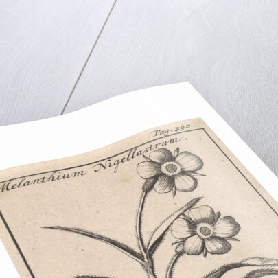 Flower by Jan Claesz ten Hoorn