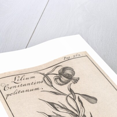 Lily of Constantinople by Jan Claesz ten Hoorn