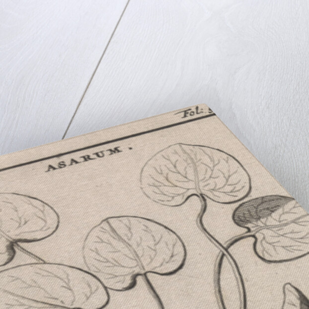 Mansoor by Jan Claesz ten Hoorn