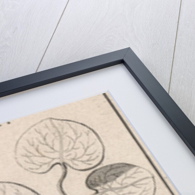 Mansoor by Jan Claesz ten Hoorn