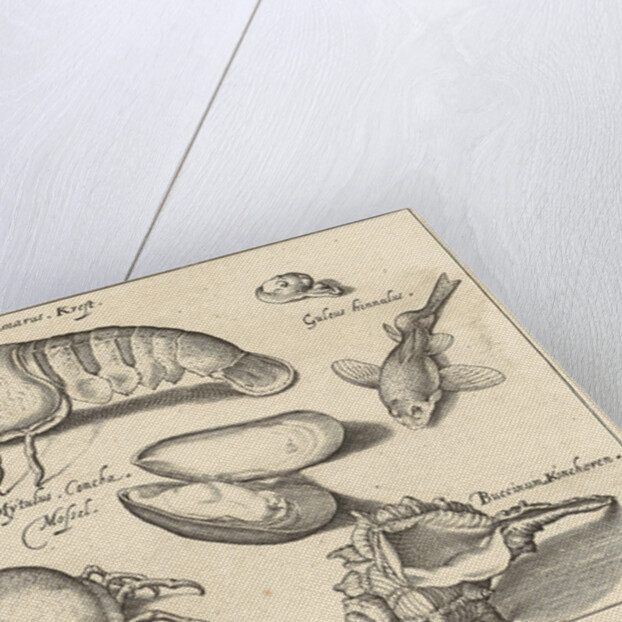 Lobster, crab and shells by Francoys van Beusekom