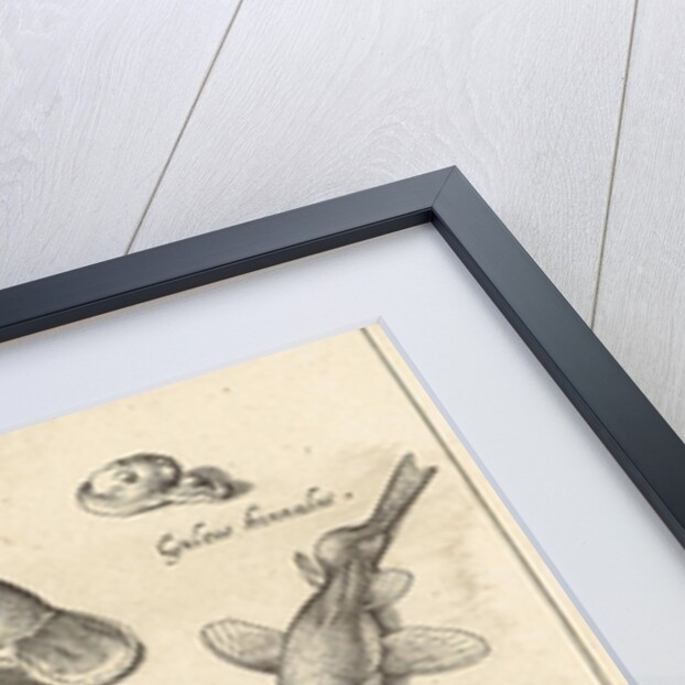 Lobster, crab and shells by Francoys van Beusekom