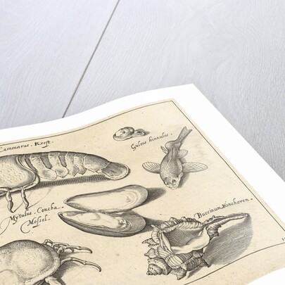 Lobster, crab and shells by Francoys van Beusekom