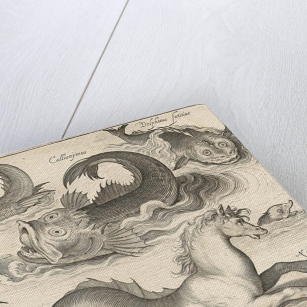 Fantastic invertebrates, including a seahorse by Nicolaes de Bruyn