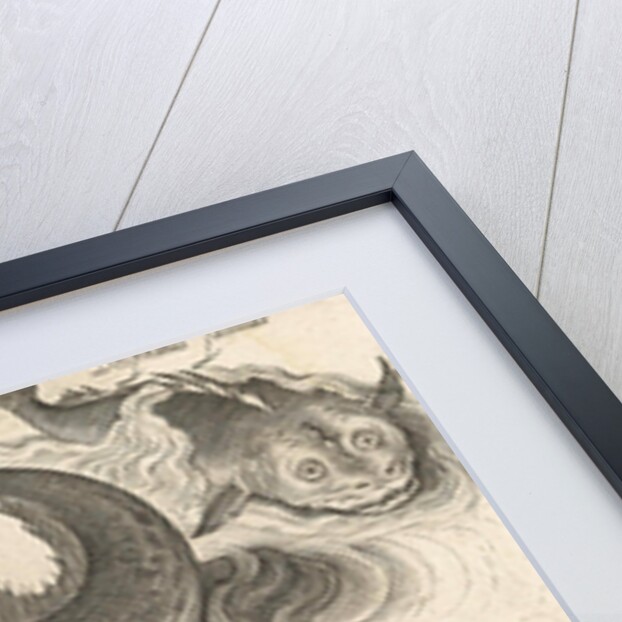 Fantastic invertebrates, including a seahorse by Nicolaes de Bruyn