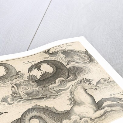 Fantastic invertebrates, including a seahorse by Nicolaes de Bruyn