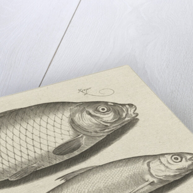 Carp and whitefish by Nicolaes de Bruyn