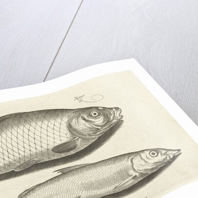 Carp and whitefish by Nicolaes de Bruyn