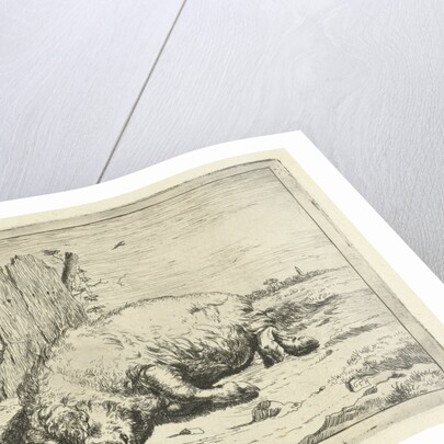 Lying pig by Paulus Potter