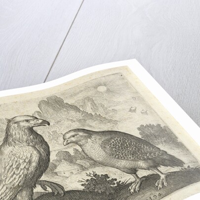 Eagle and other birds of prey by Nicolaes de Bruyn