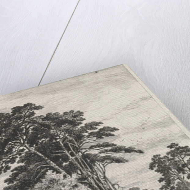 Dennenlaan by Alexander Mollinger