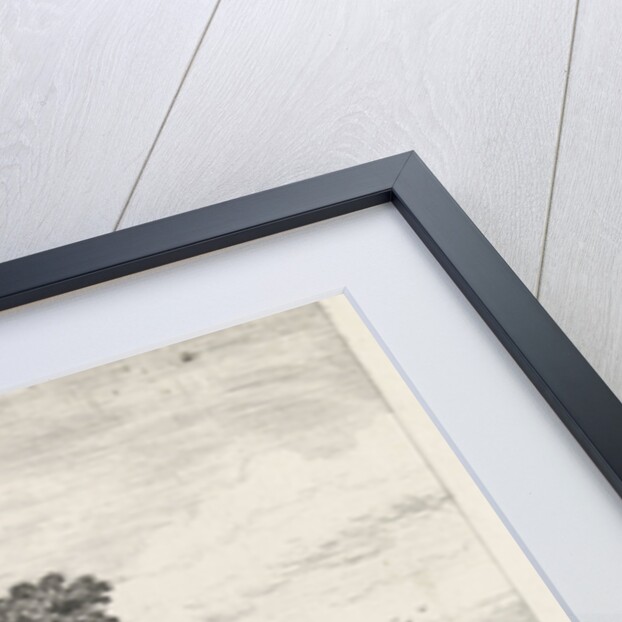 Dennenlaan by Alexander Mollinger