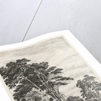 Dennenlaan by Alexander Mollinger