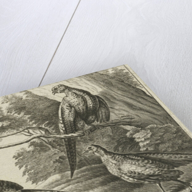 Three pheasants by Francis Barlow