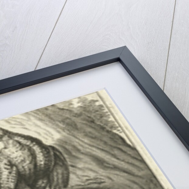 Three pheasants by Francis Barlow