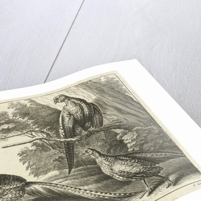 Three pheasants by Francis Barlow