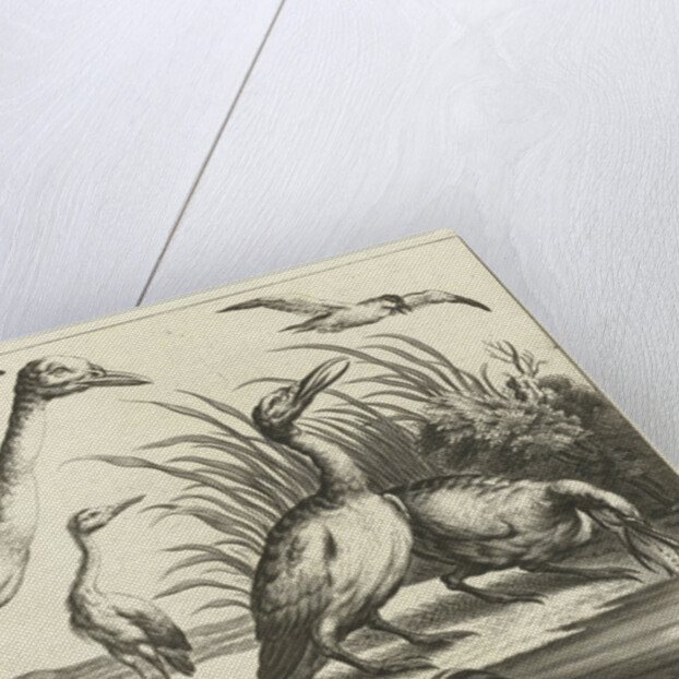 Waterfowl by Francis Barlow