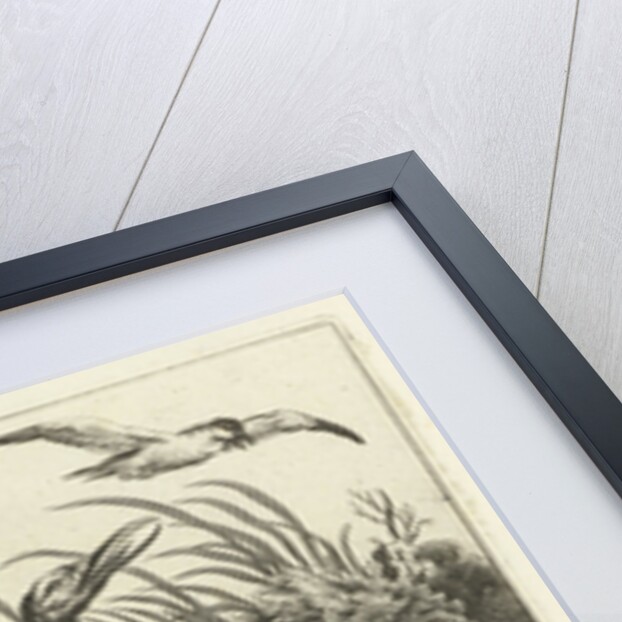 Waterfowl by Francis Barlow