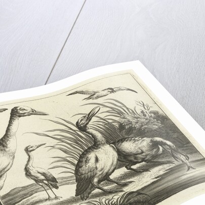 Waterfowl by Francis Barlow