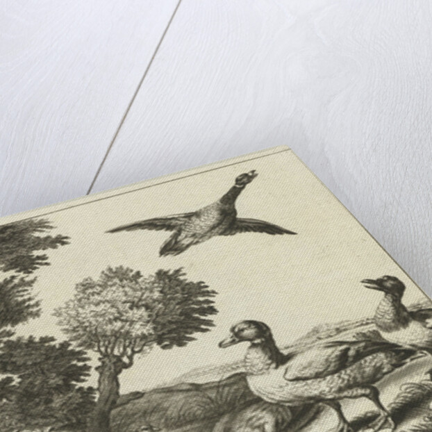 Ducks by Francis Barlow