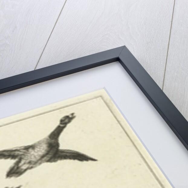 Ducks by Francis Barlow