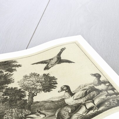 Ducks by Francis Barlow