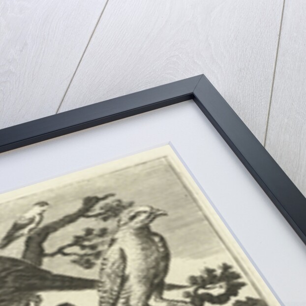 Swan, hen with chicks and other birds by Francis Barlow