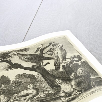 Swan, hen with chicks and other birds by Francis Barlow