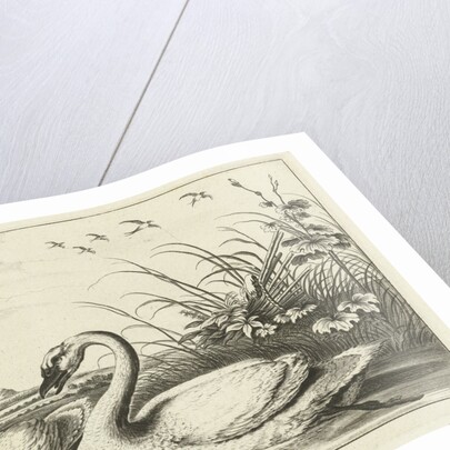 Two swans by Francis Barlow