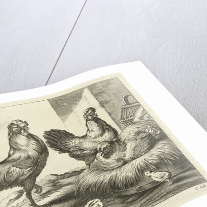 Chicken, roosters and chicks by Francis Barlow