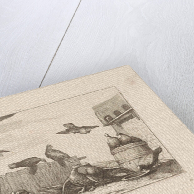 Pigeons by Pieter Schenk I
