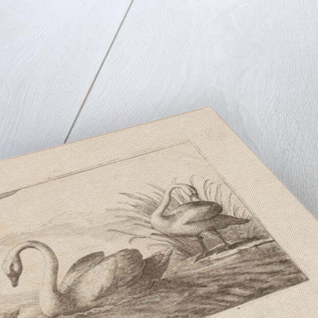 Swans by Pieter Schenk I