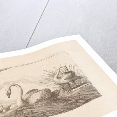 Swans by Pieter Schenk I