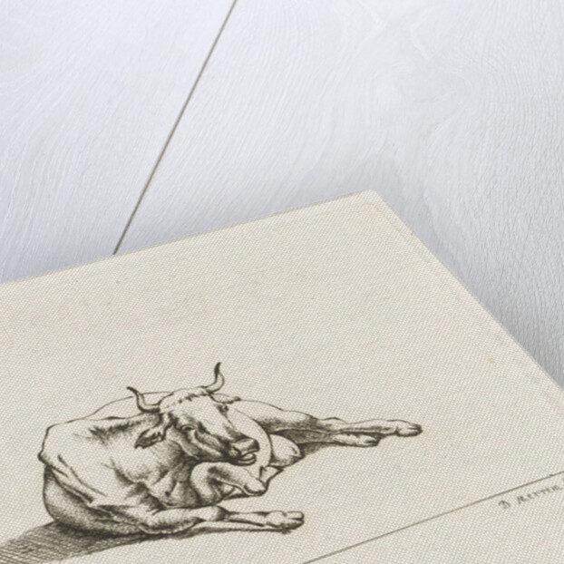 Lying cow by D. Merrem