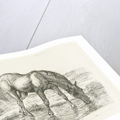 Drinking horse by Jan Dasveldt