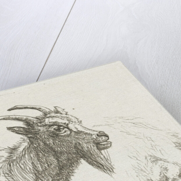 Lying goat by Jan Dasveldt