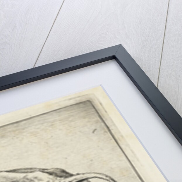 A cow by Paulus Potter