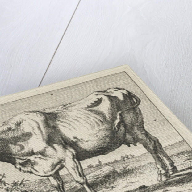 Cow with twisted horns by Paulus Potter