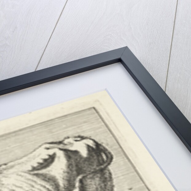 Cow with twisted horns by Paulus Potter