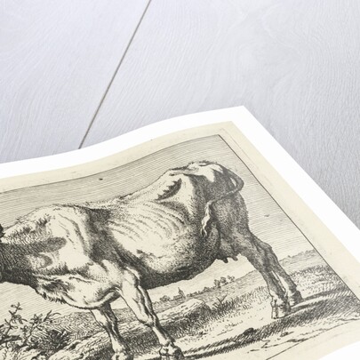 Cow with twisted horns by Paulus Potter