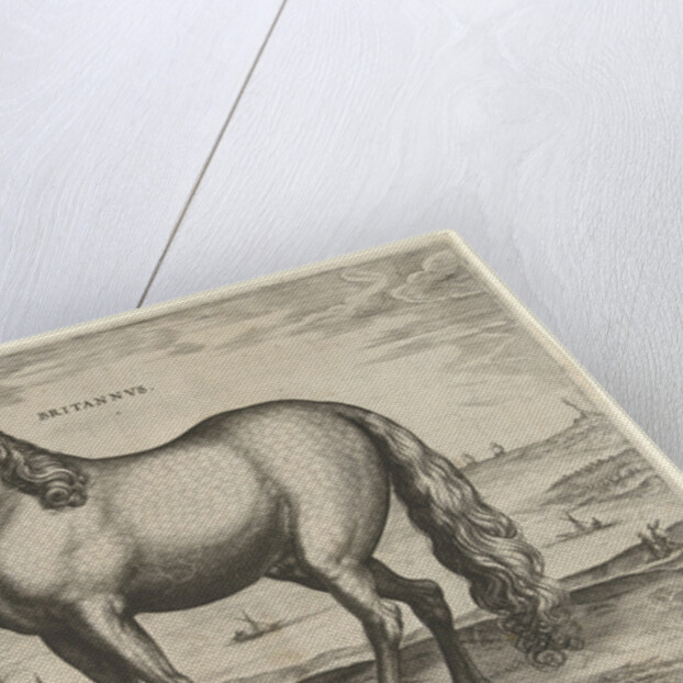 Horse from Brittany, Brittanus by Philips Galle