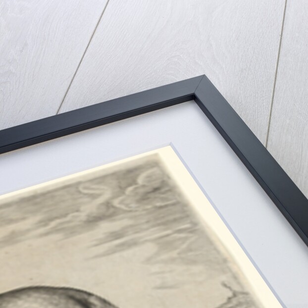 Horse from Brittany, Brittanus by Philips Galle