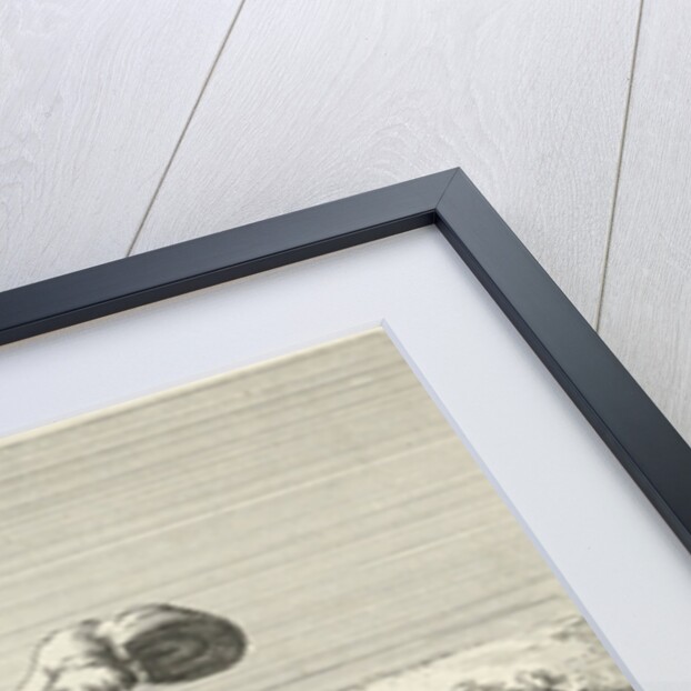 Killed horse by Anonymous