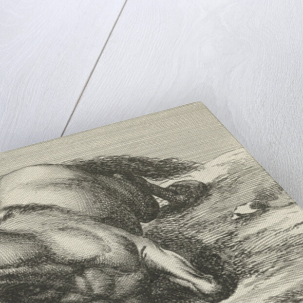 Killed horse by Anonymous