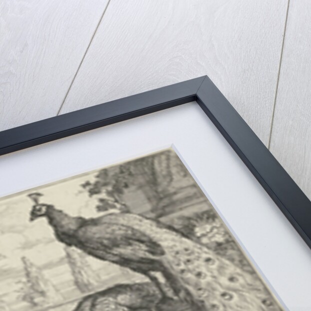 Various birds and a monkey by Pierce Tempest