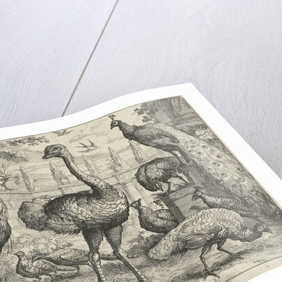 Various birds and a monkey by Pierce Tempest