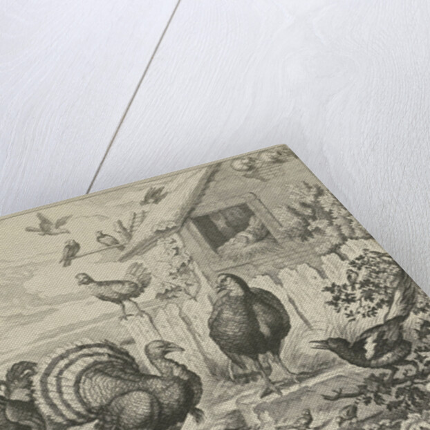 Different poultry and a turkey by Francis Barlow