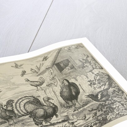 Different poultry and a turkey by Francis Barlow