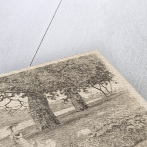 Geese in the water by Elias Stark