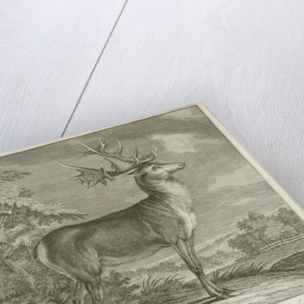 A deer by Johann Elias Ridinger